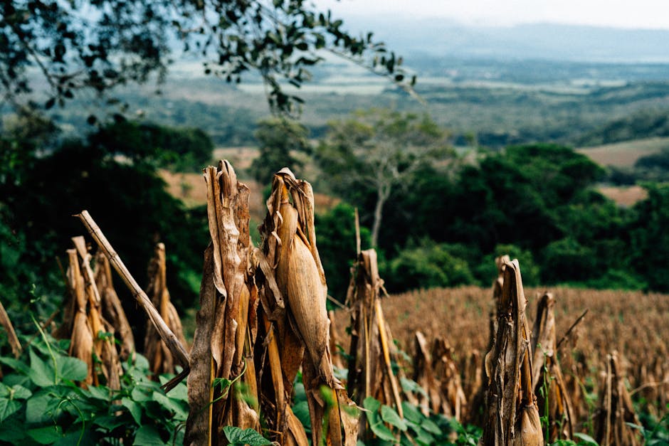 El Salvador