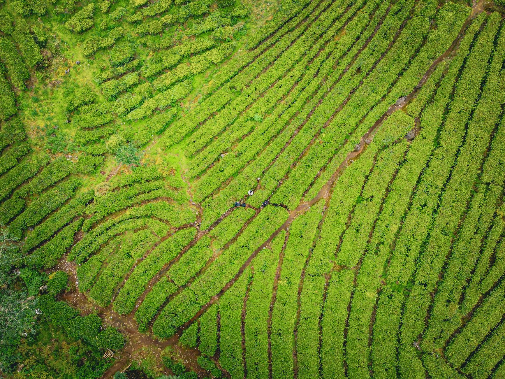 Indonesia